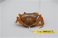 藏品(拉氏清溪蟹)的圖片